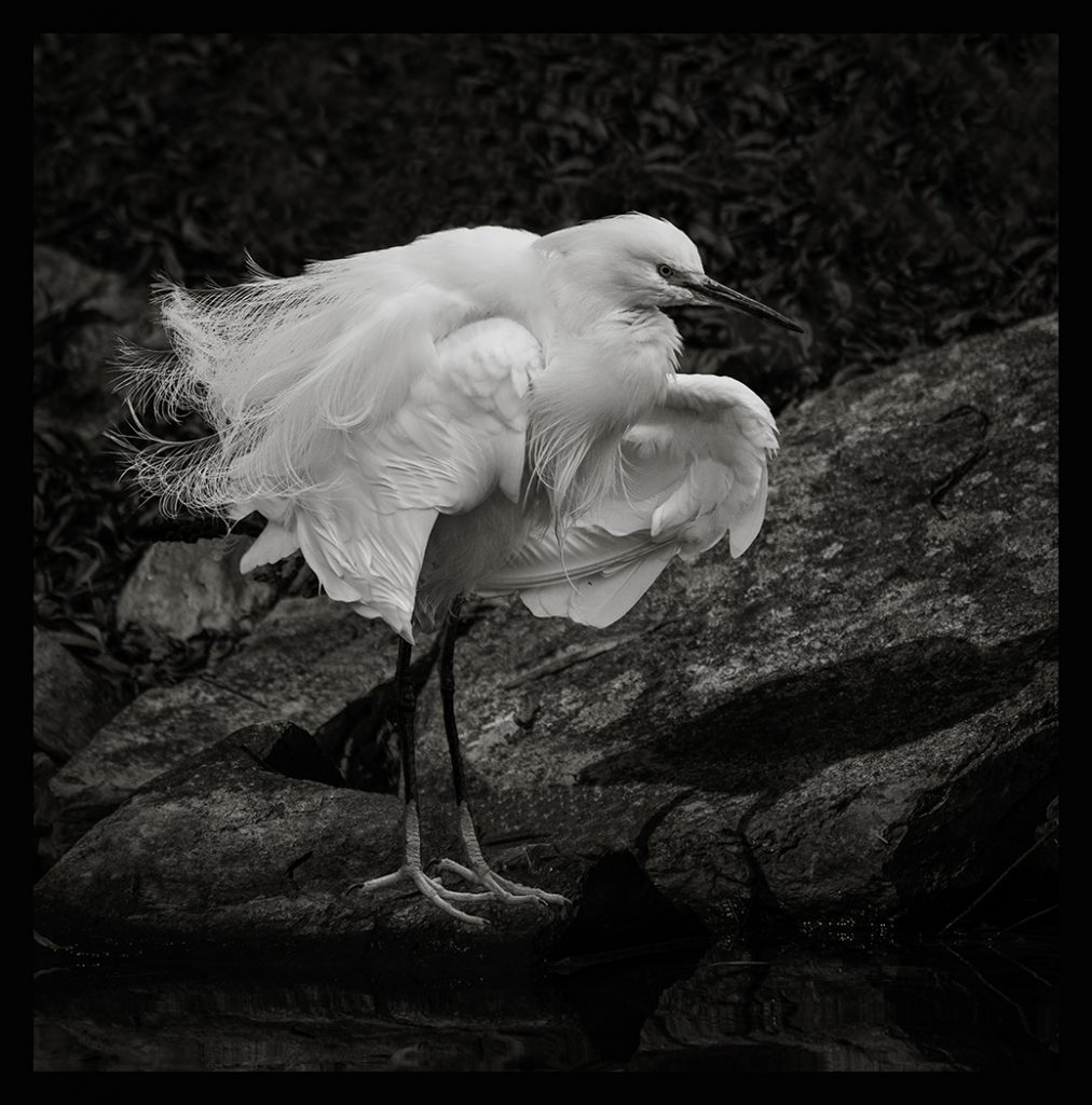 Snowy On A Rock - George Peterson